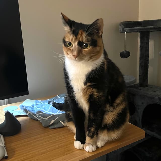 Photo of Peanut